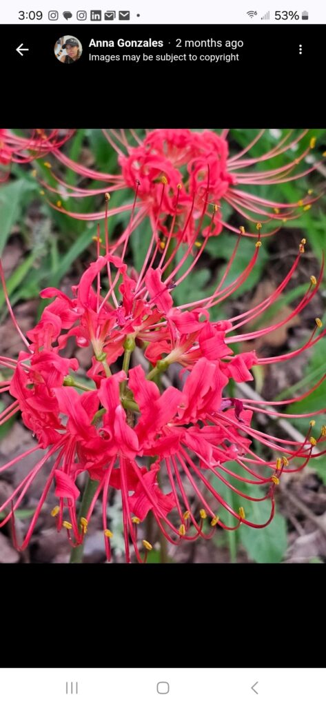 experience quite country living at enders rv park (15)